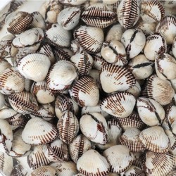 새꼬막 중 1kg 95-100미