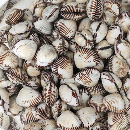 새꼬막 중 1kg 95-100미